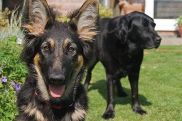 WEG-Anlage: Anleinpflicht für Katzen und Hunde in Hausordnung zulässig?