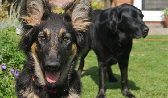 WEG-Anlage: Anleinpflicht für Katzen und Hunde in Hausordnung zulässig?