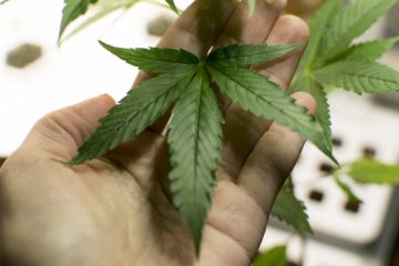 Fristlose Kündigung bei Anbau und Konsum von Cannabis in Mietwohnung