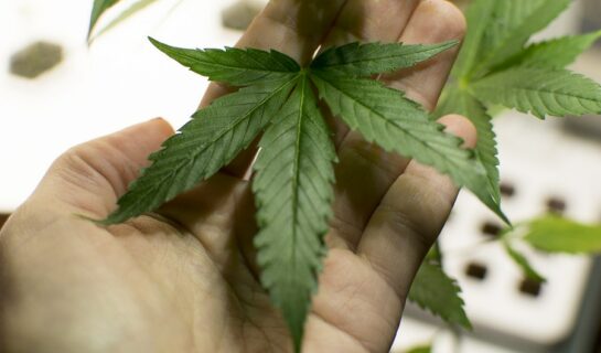 Fristlose Kündigung bei Anbau und Konsum von Cannabis in Mietwohnung