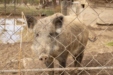 Anspruch des Mieters auf Einfriedung der Mietsache bei abstrakter Gefahr durch Wildschweine?