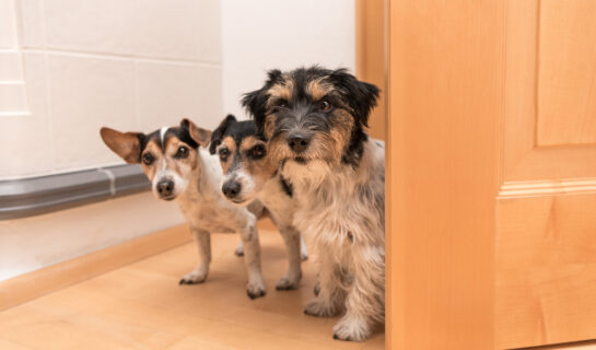 Vertragswidriger Gebrauch bei Haltung mehrerer Hunde in der Mietwohnung