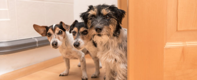 Vertragswidriger Gebrauch bei Haltung mehrerer Hunde in der Mietwohnung
