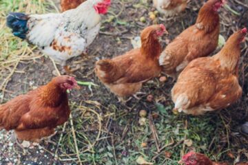 Rechtsschutzbedürfnis für Klage gemäß § 44 Abs. 1 Satz 2 WEG